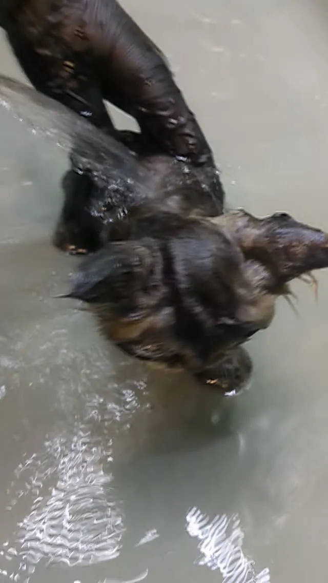 Dog enjoying a bath during a grooming session