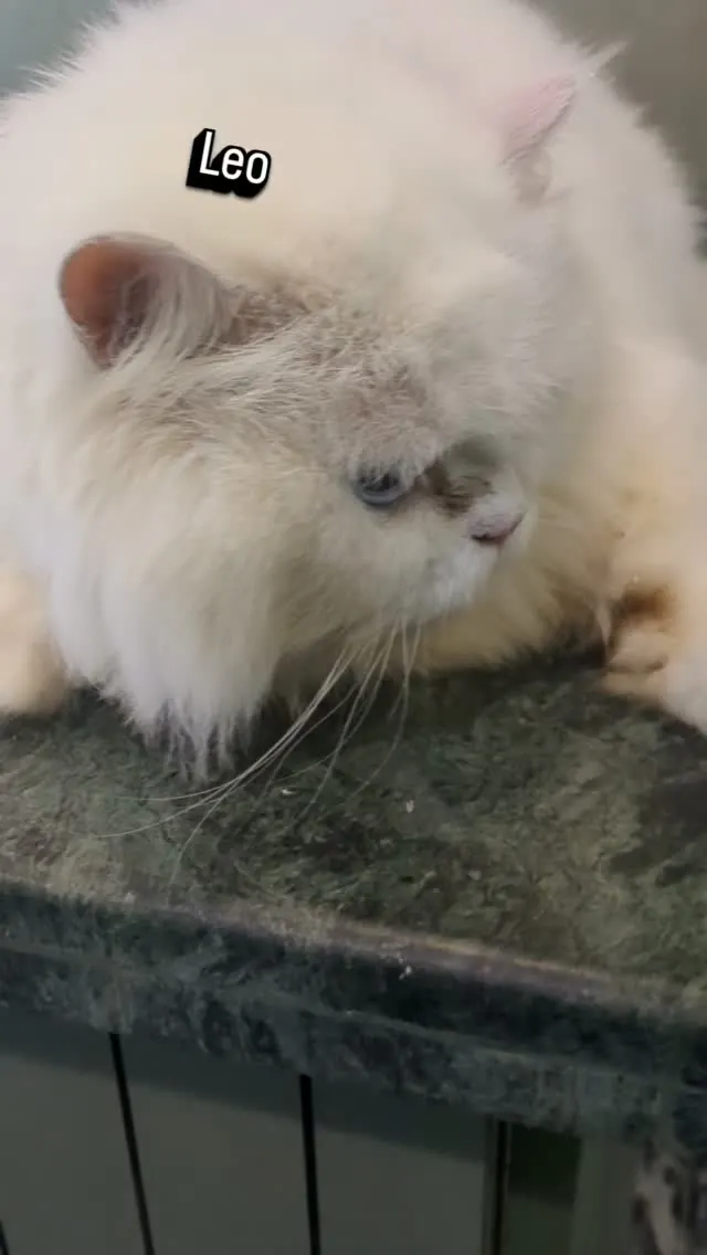 Leo, a fluffy white cat, resting after a full grooming session