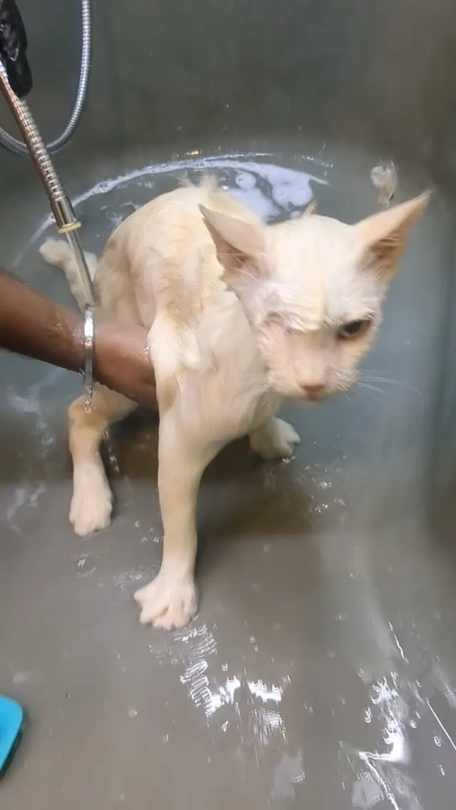 White cat being gently rinsed in the shower during a grooming session