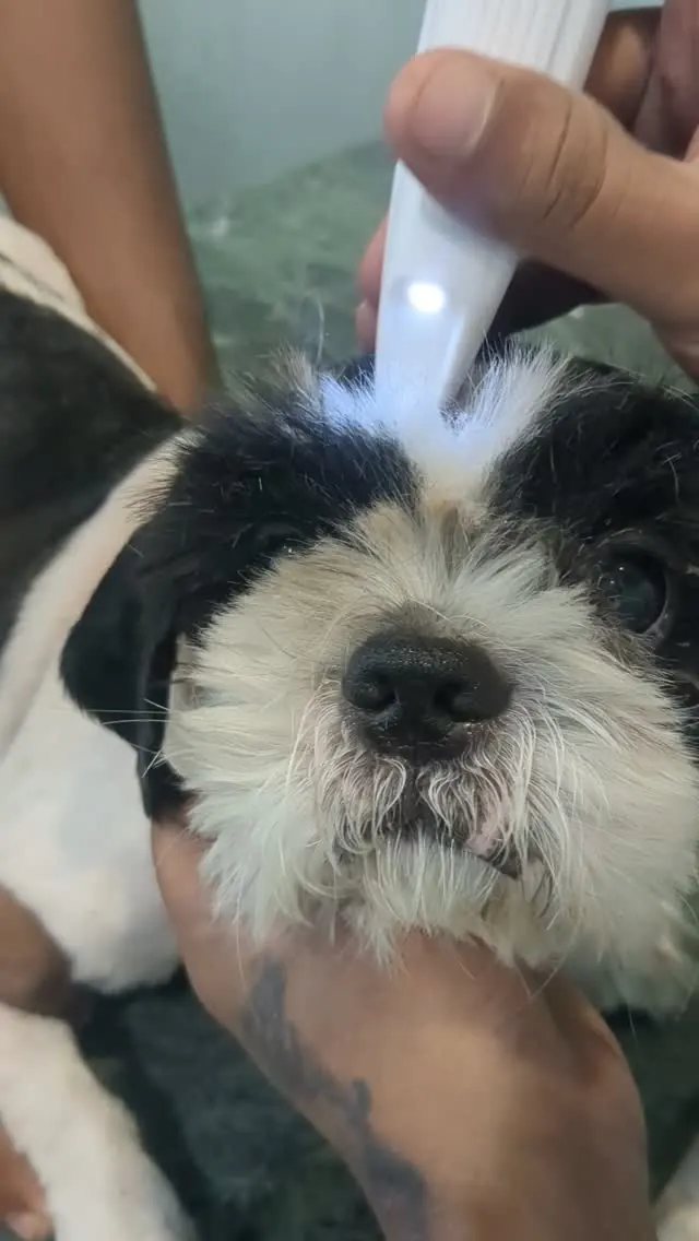 Dog receiving a flea treatment on its head during grooming
