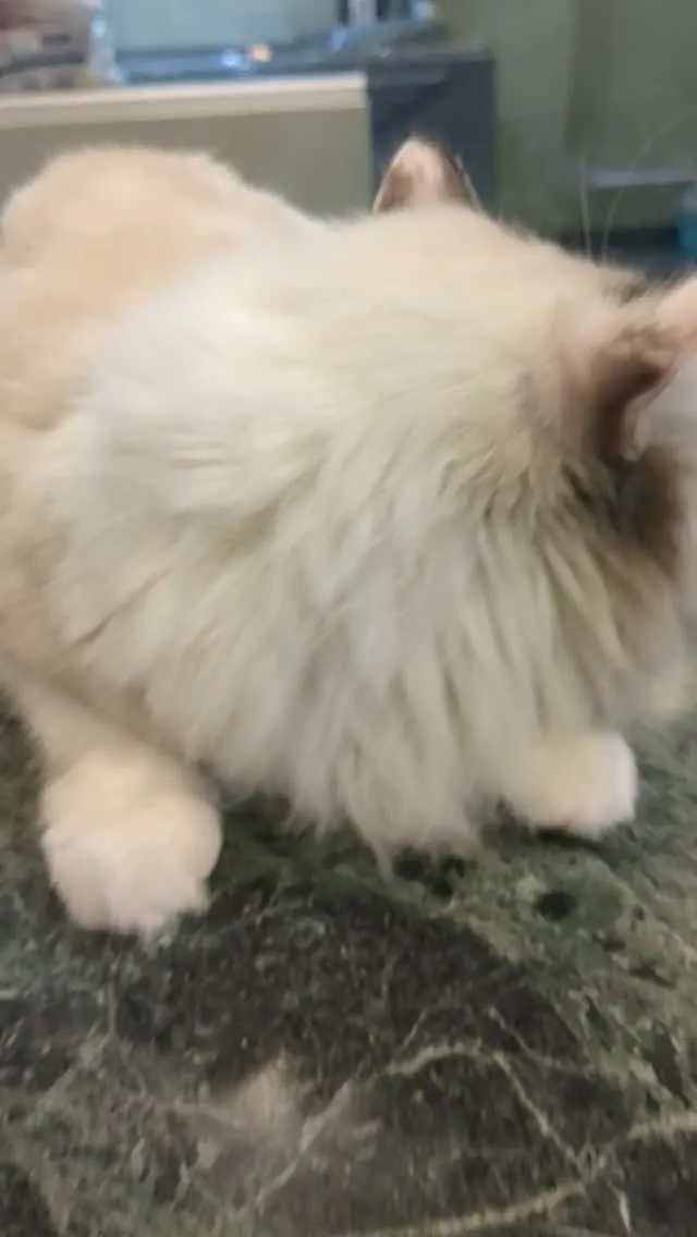 Fluffy cat resting on the grooming table after its session