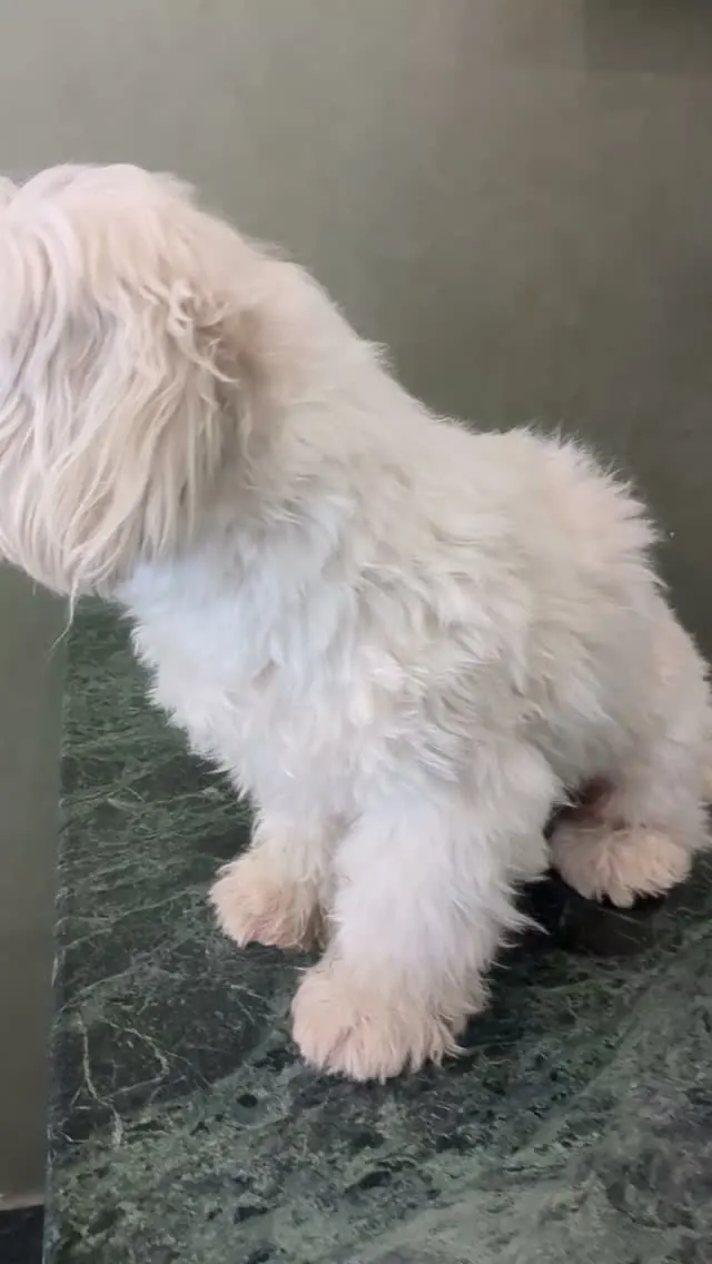 Groomed white dog standing in profile showing a fresh haircut