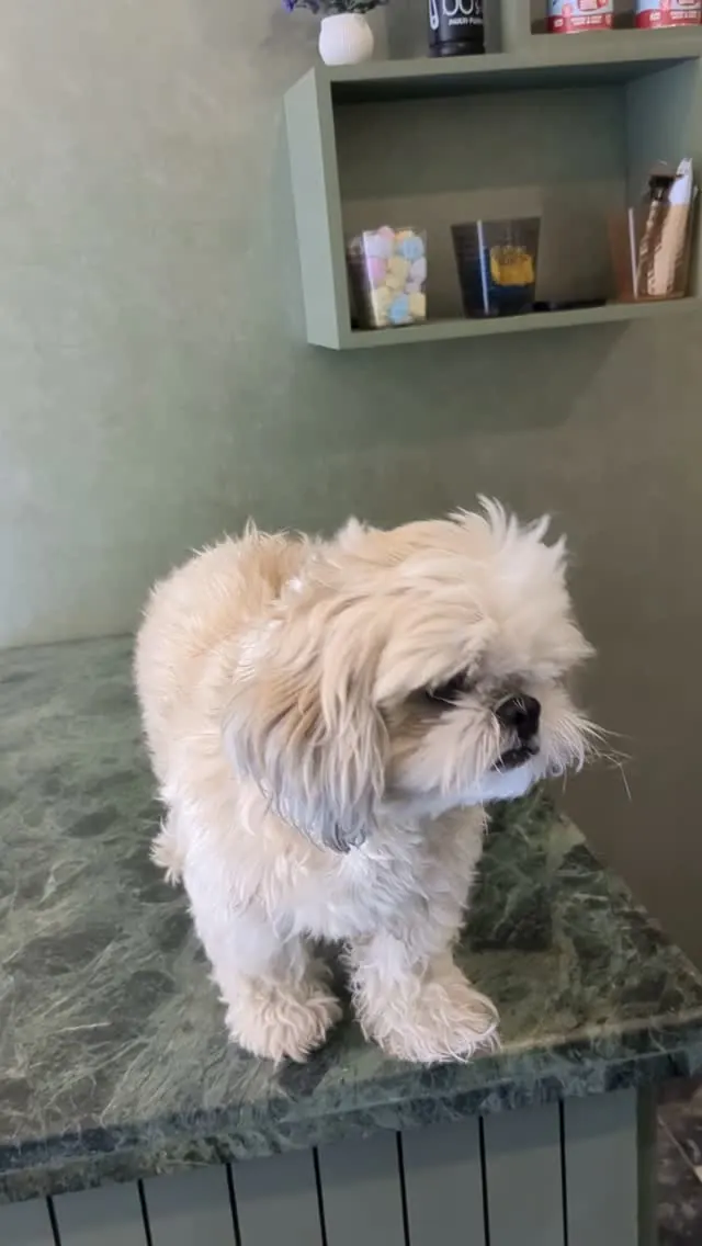 Small fluffy dog standing on the grooming table at Groom By Chris