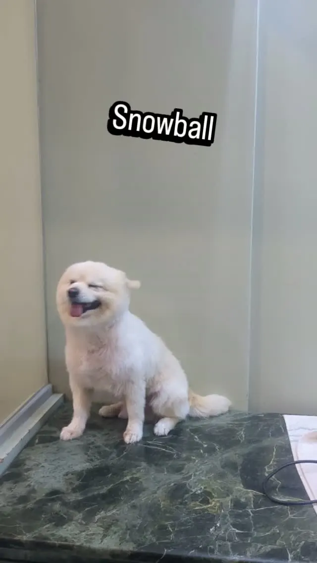 Snowball, a small white dog, smiling after a grooming session with Groom By Chris